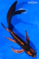 8.5" KIN ORENJI MATSUBA BUTTERFLY