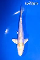 5" LEMON HARIWAKE