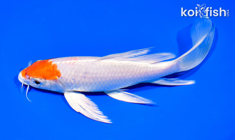 8.25" HARIWAKE BUTTERFLY
