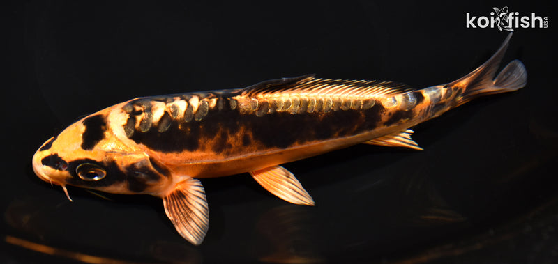 7.75" BENI KIKOKURYU
