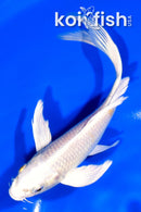 7.25" PLATINUM OGON BUTTERFLY