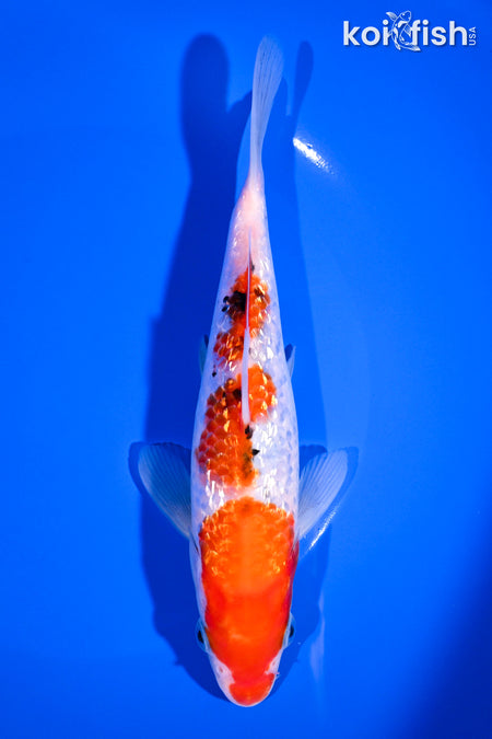 7" GINRIN SANKE