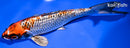 7.75" GINRIN BENI GINGA