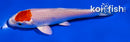 4" HARIWAKE