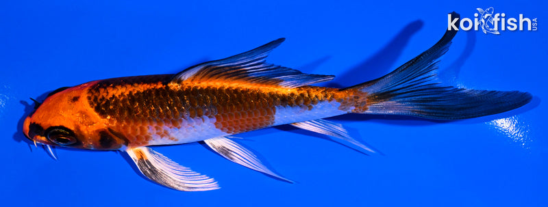 5.25" KUJAKU BUTTERFLY