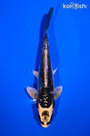 5.5" ARAGOKE KIN KIKOKURYU