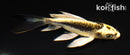 5.5" KIN KIKOKURYU BUTTERFLY