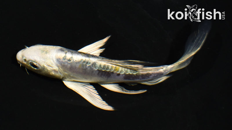 4" KIN KIKOKURYU BUTTERFLY