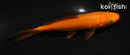 5" CHAGOI