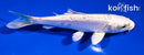 4.5" DOITSU PLATINUM OGON
