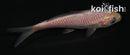 4" SORAGOI
