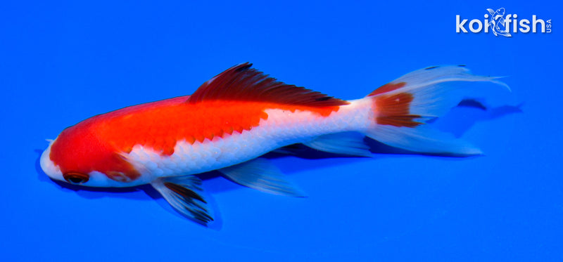 6" WAKIN GOLDFISH