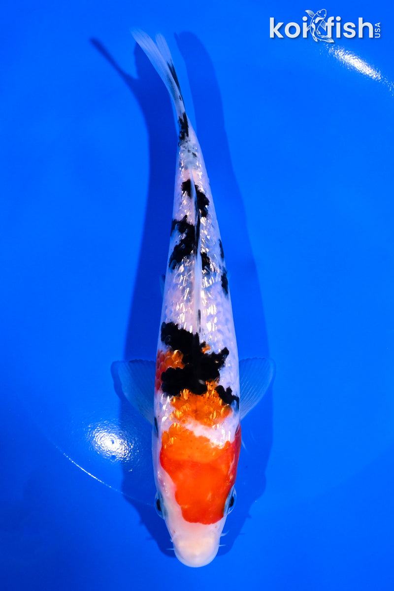 6.5" GINRIN SANKE