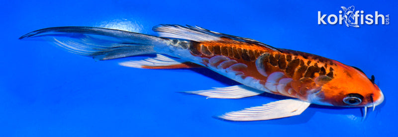 6" ARAGOKE BENI KIKOKURYU BUTTERFLY