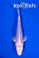 4.5" DOITSU PLATINUM OGON