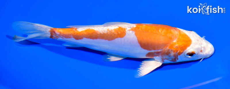 6.75" KIKUSUI