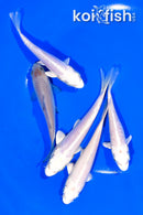 PACK OF (5) 4-5" STANDARD KOI
