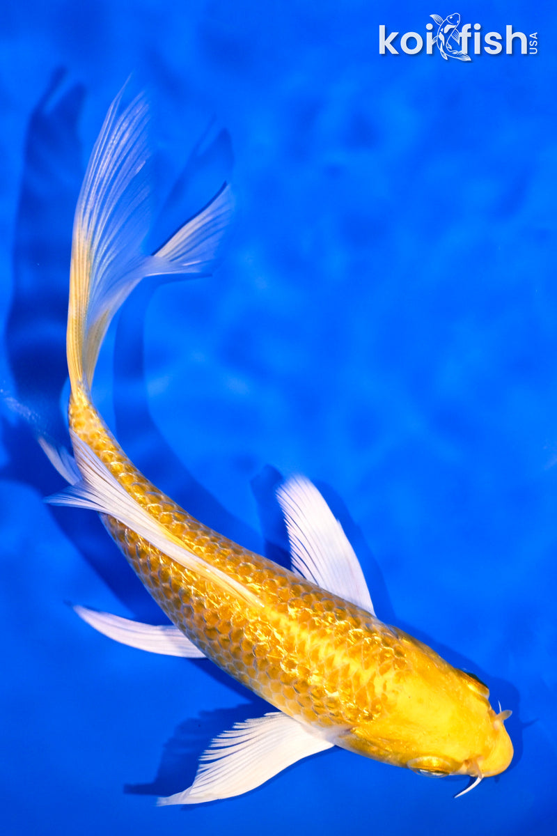 5.75" GINRIN HARIWAKE BUTTERFLY