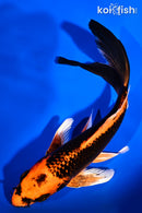 7.75" ORENJI MATSUBA BUTTERFLY