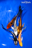PACK OF (5) 4.5-5.5" BUTTERFLY KOI
