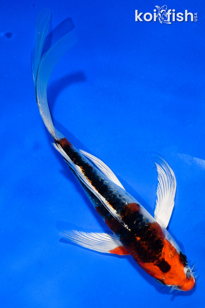 6" DOITSU KUJAKU BUTTERFLY