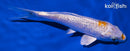 5.75" GINRIN LEMON HARIWAKE