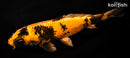 10.75" KIN HI UTSURI