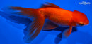 5.5" ORANDA GOLDFISH