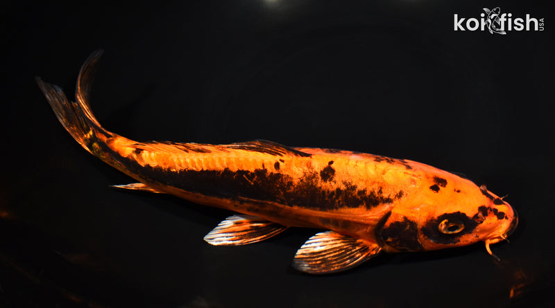 10.75" BENI KIKOKURYU