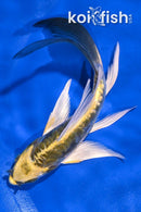 5.25" KIN KIKOKURYU BUTTERFLY