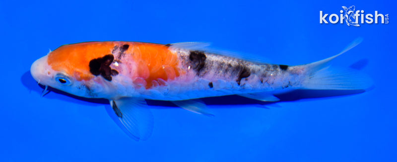 5.75" ARAGOKE GOSHIKI