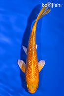 5.5" GINRIN ORENJI OGON