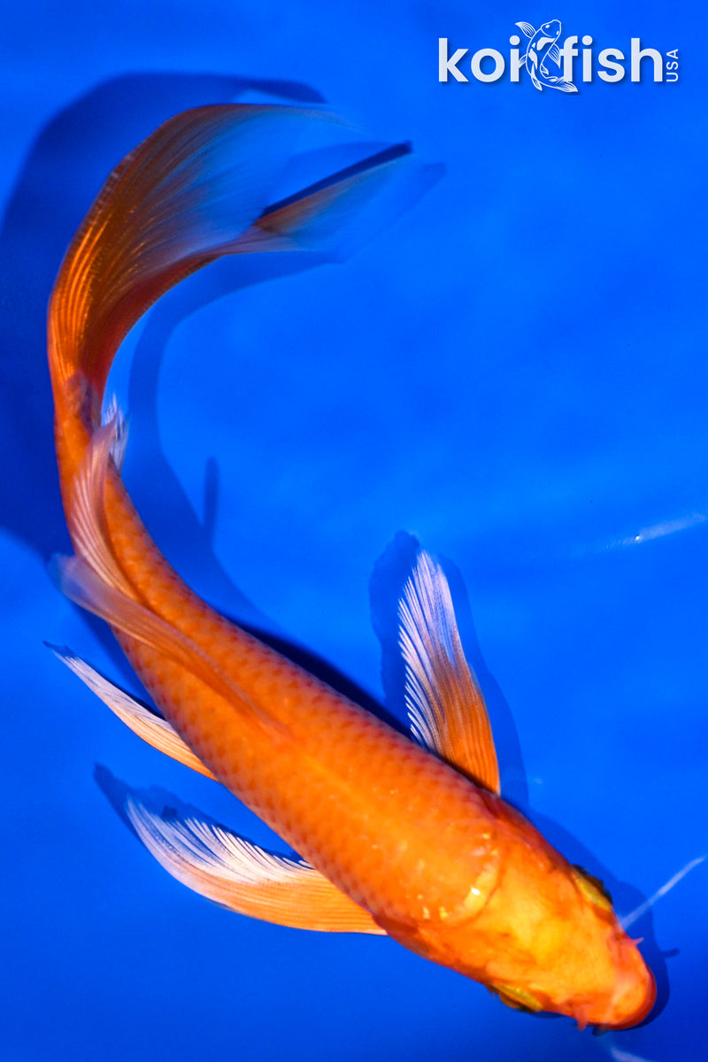 5.5" ORENJI OGON BUTTERFLY