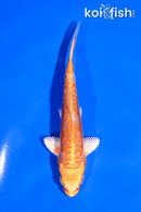 4.5" ARRAGOKE ORENJI OGON