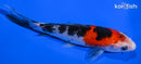 5.5" SANKE