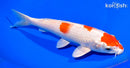 9.25" HARIWAKE