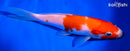 6.75" KOHAKU