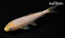 5.75" SORAGOI