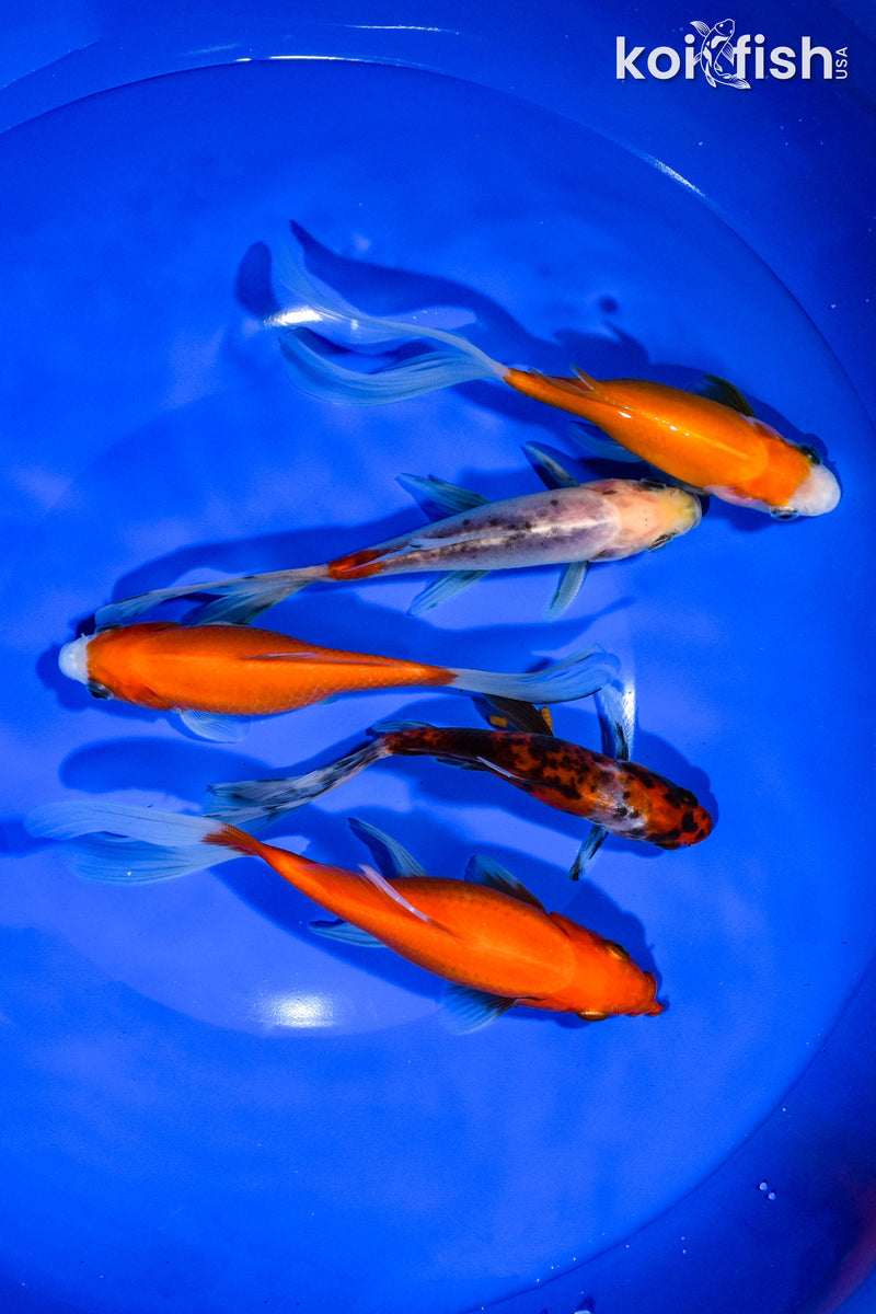 PACK OF (5) 5"-5.75" ASSORTED GOLDFISH