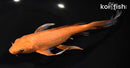 8" CHAGOI BUTTERFLY