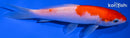 5.5" KOHAKU