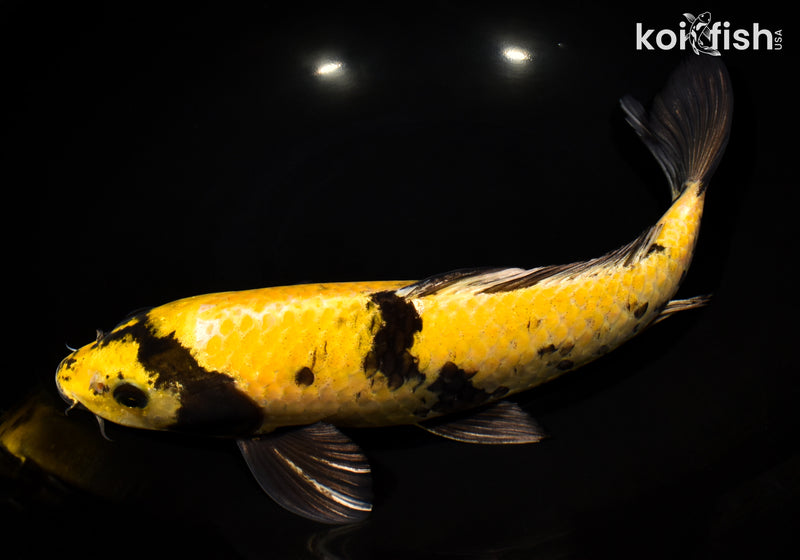 13.5" KI UTSURI