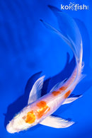 5.5" KIKUSUI BUTTERFLY