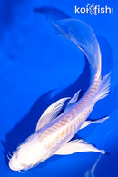 6" DOITSU LEMON HARIWAKE BUTTERFLY