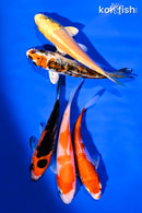 PACK OF (5) 3.5-4" STANDARD KOI