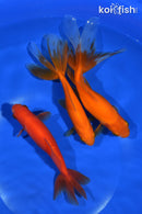 PACK OF (3) 5-6.5" WAKIN GOLDFISH