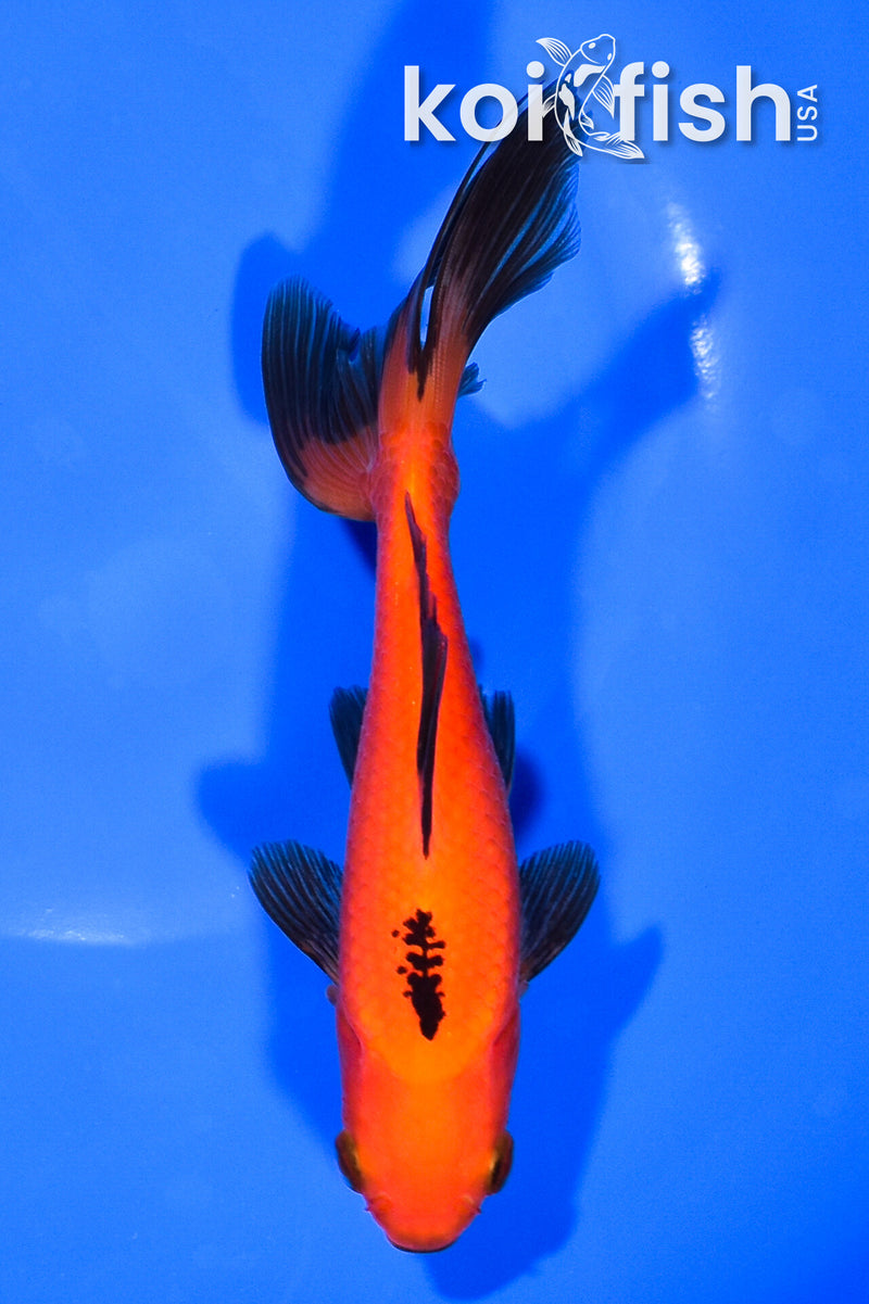 6" WAKIN GOLDFISH