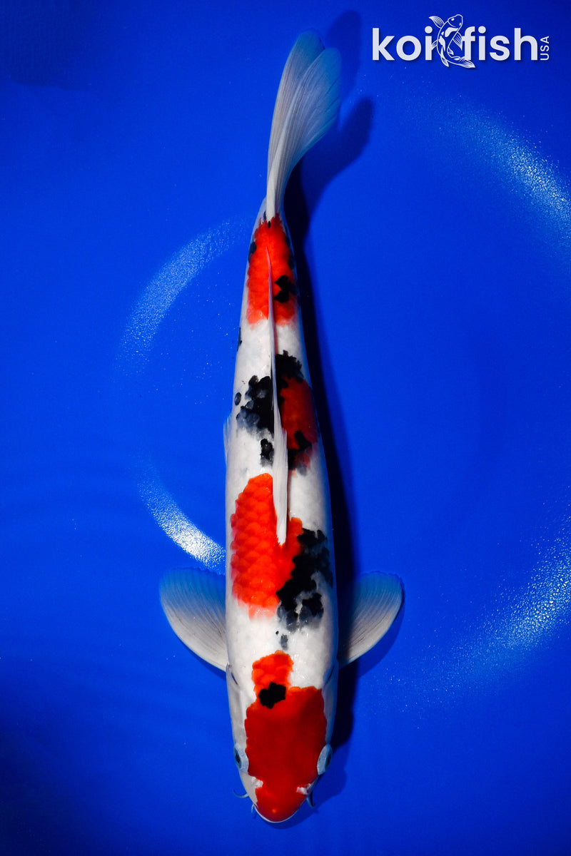 13.75" SANKE