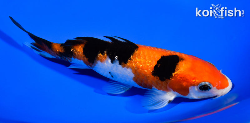 5.75" GINRIN SANKE