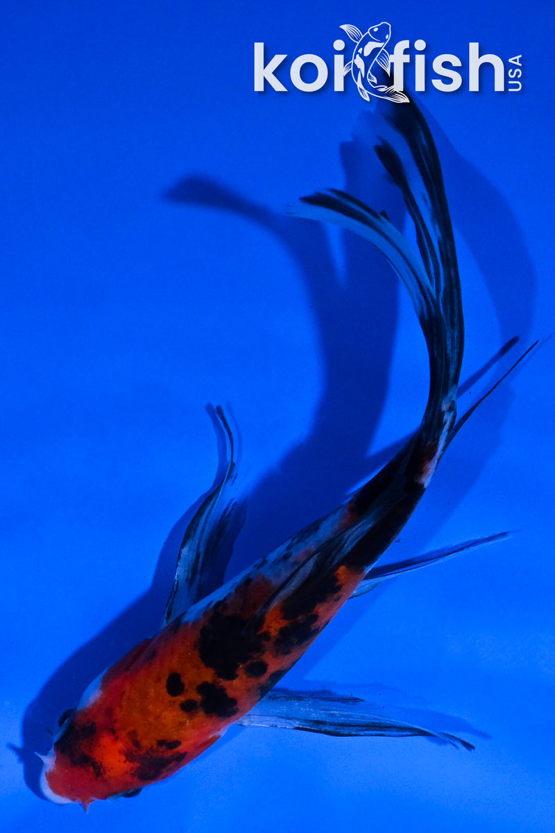 4.5" SANKE BUTTERFLY